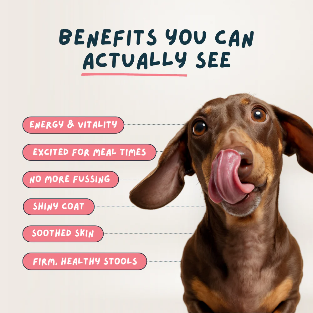 Fish and Beef Fresh Dog Food - Image 4